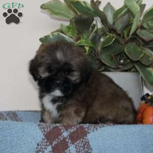 Blessing, Lhasa Apso Puppy